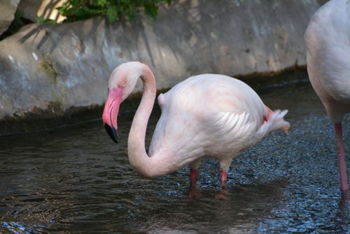 Free A beautiful pink flamingo wading in a pond at San Antonio Zoo, showcasing its elegant long neck and vivid feathers. Stock Photo