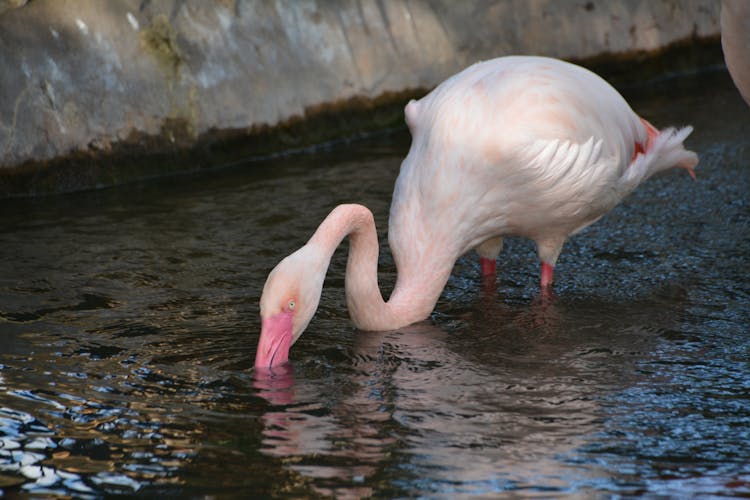 A Flamingo In The Water 