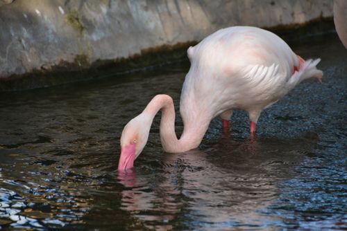 Free A flamingo gracefully drinks water in San Antonio, TX zoo. Captured with a NIKON D5200. Stock Photo