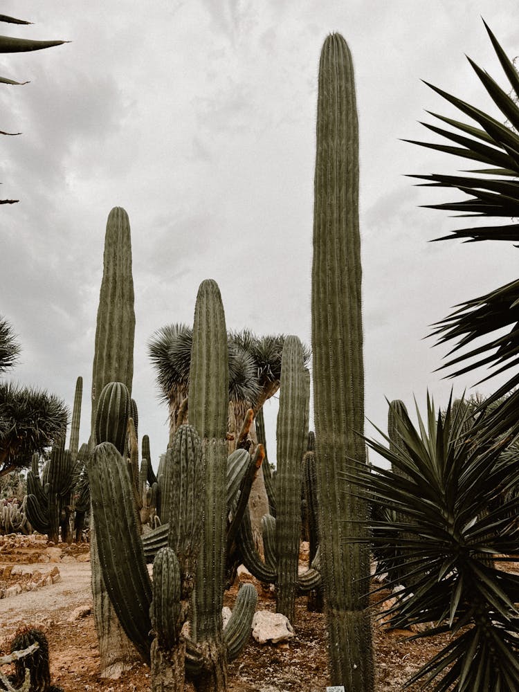 Tall Cactus Plants