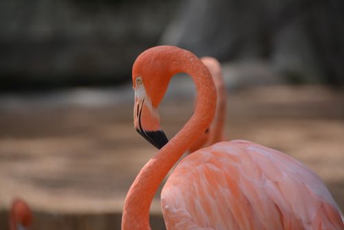 Free Vivid orange American flamingo captured in a close-up shot outdoors at San Antonio Zoo. Stock Photo
