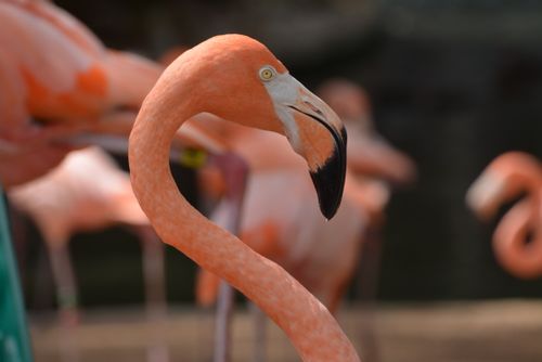 Free Captivating close-up of a pink flamingo in San Antonio, showcasing its vibrant feathers. Stock Photo