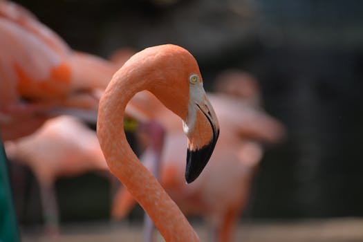 Vivid close-up of an American flamingo in a natural setting, San Antonio, TX.