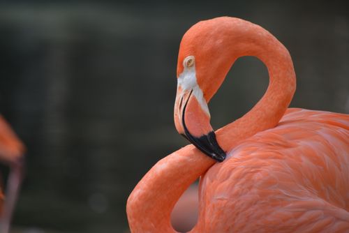 Free American flamingo posing elegantly at a water habitat in San Antonio Zoo. Stock Photo