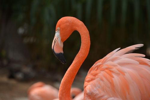 Free Close-up of an American flamingo showcasing its vibrant plumage at a park in San Antonio, Texas. Stock Photo