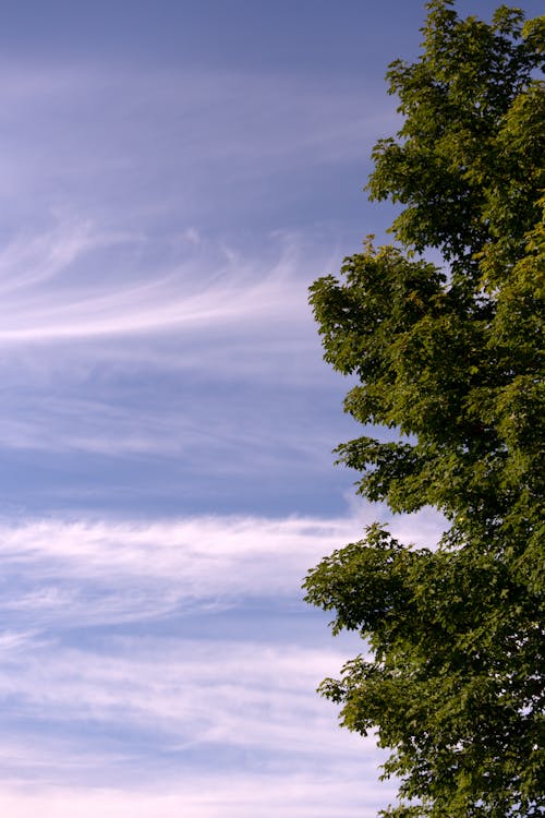 Green Leaf Tree Overlooking White Clouds and Blue Sky