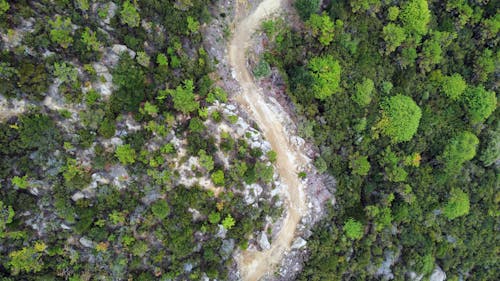 Foto profissional grátis de caminho, ecológico, estrada