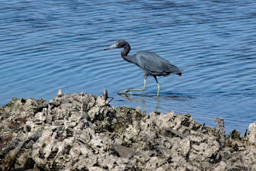 A Little Blue Heron on the Water 