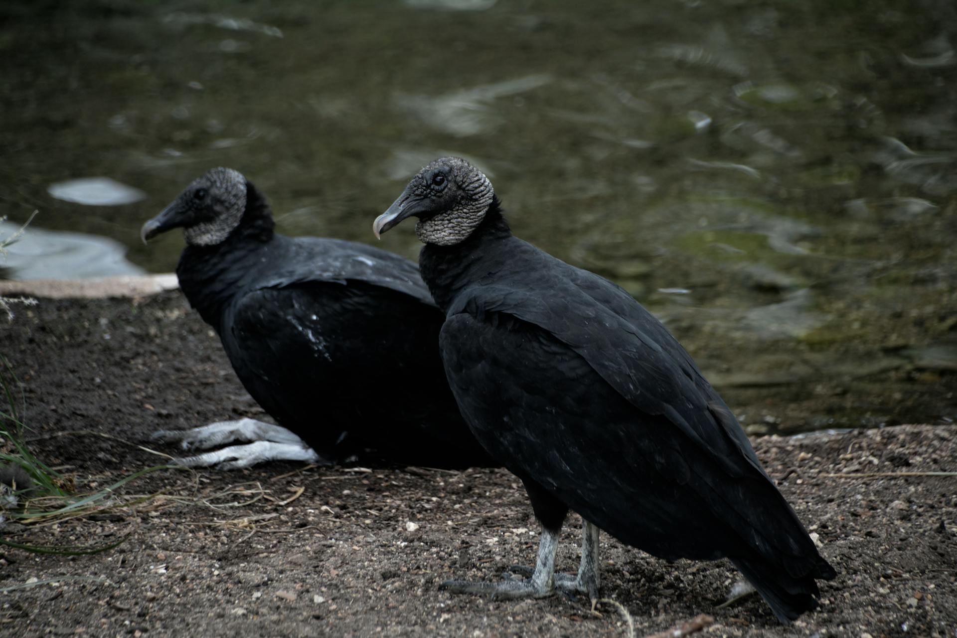 Two black vultures resting near a waterbank in San Antonio, Texas.