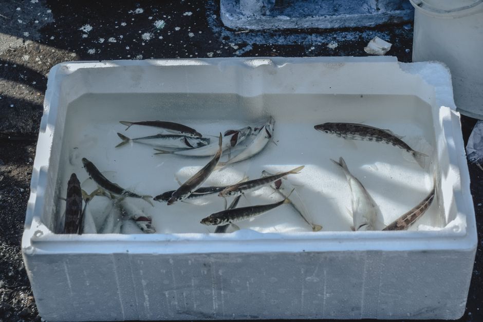 SA Whiting Hits $99.99 a Kilo as Algal Bloom Pushes Gulf St Vincent Closure to May 2027