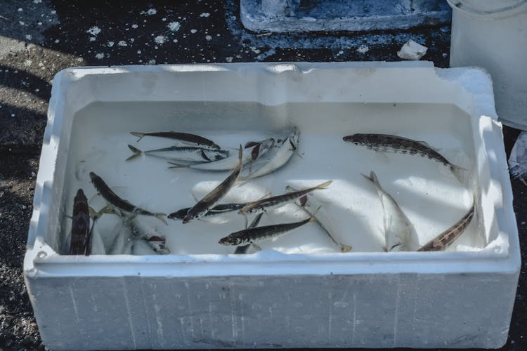 Fishes In A Styrofoam Cooler