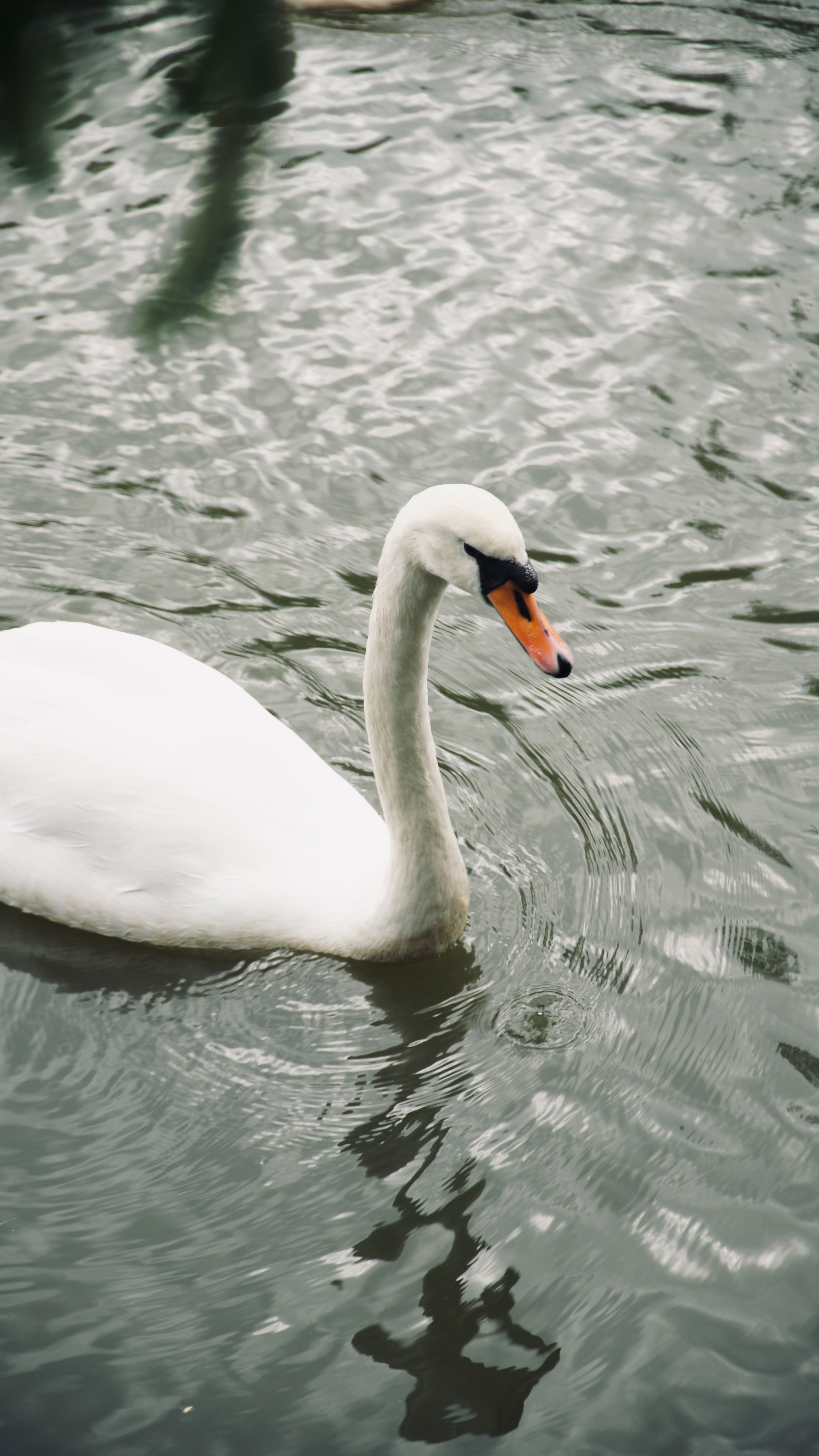 Swan on Body of Water · Free Stock Photo