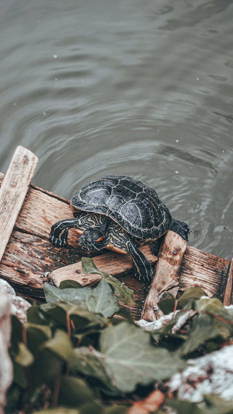 Turtle On Wood In Water