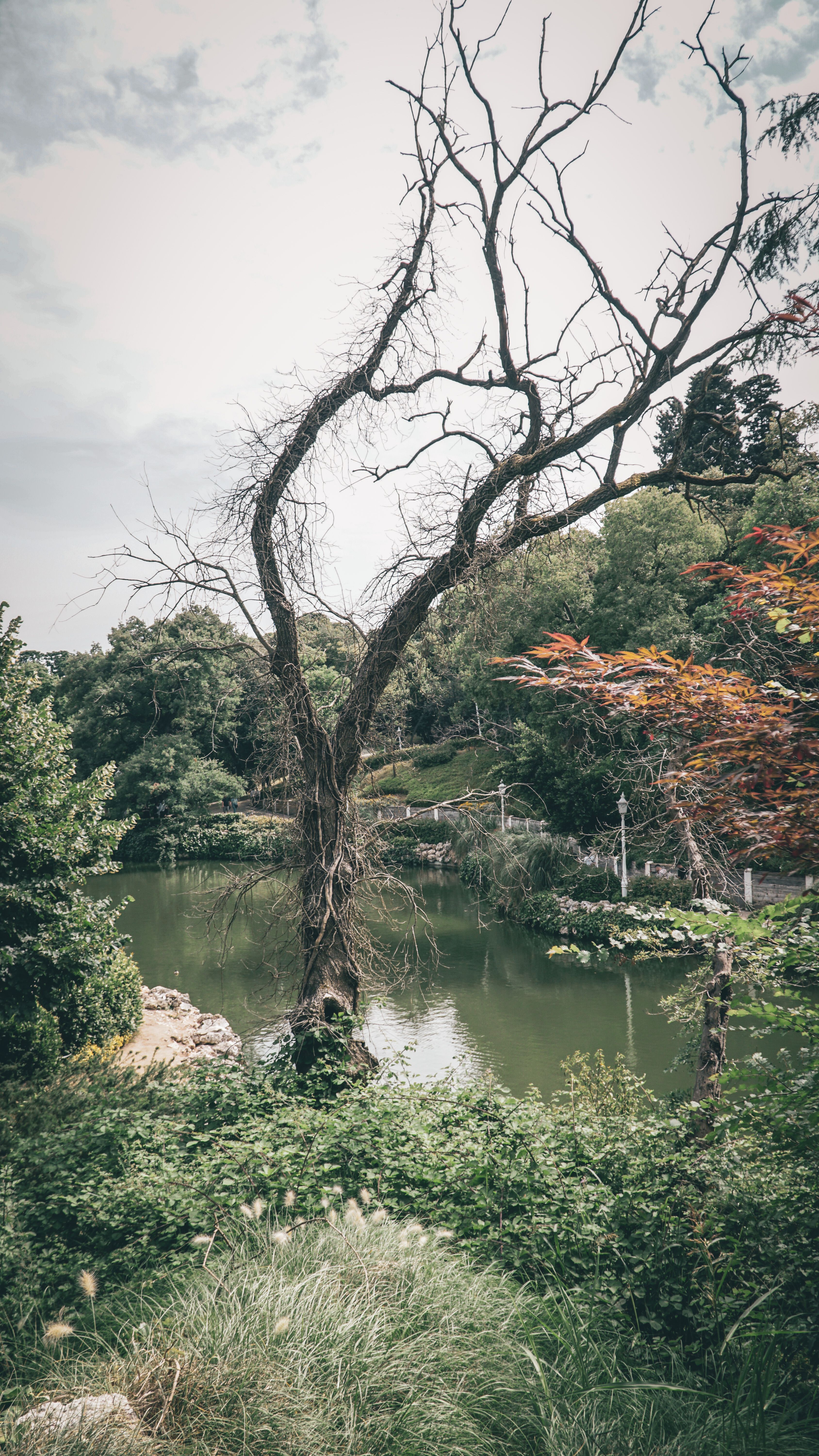 A tranquil lakeside view featuring a tall, barren tree surrounded by lush greenery.
