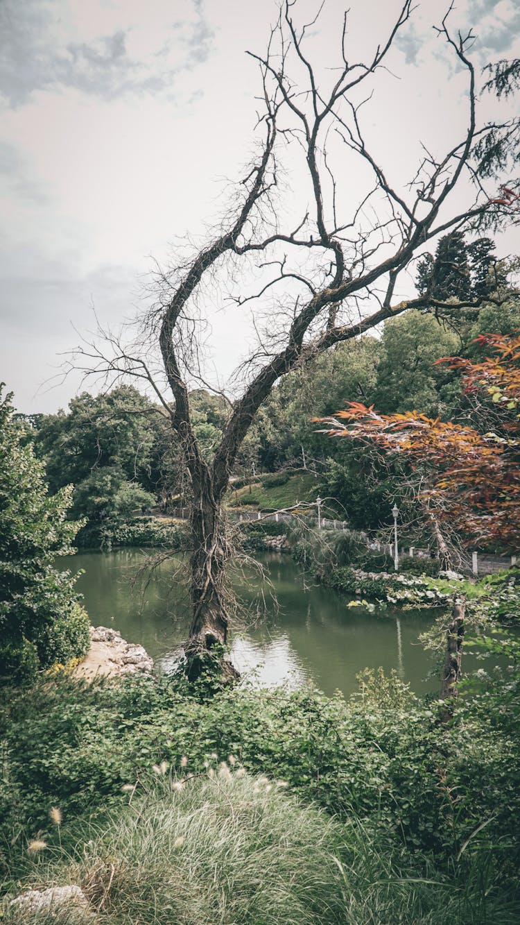 Tree Growing Near Lake In Wild Forest