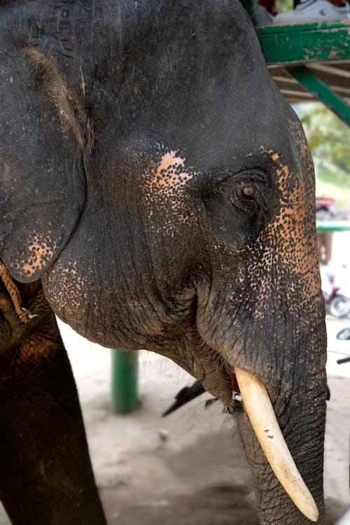 Close-Up Shot of an Elephant 