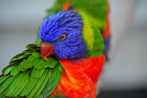 Free Close-up of a colorful rainbow lorikeet showcasing vivid plumage in San Antonio, TX. Stock Photo