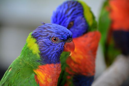Free Close-up of colorful rainbow lorikeets showcasing vibrant plumage and intricate feather details. Stock Photo