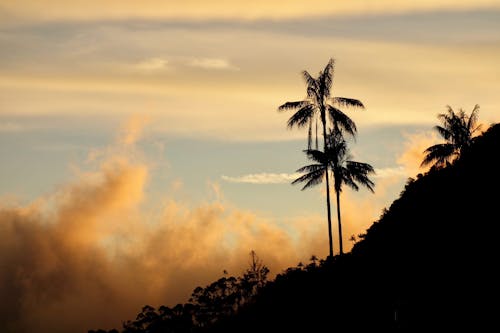 Darmowe zdjęcie z galerii z góry, palmy, podświetlony