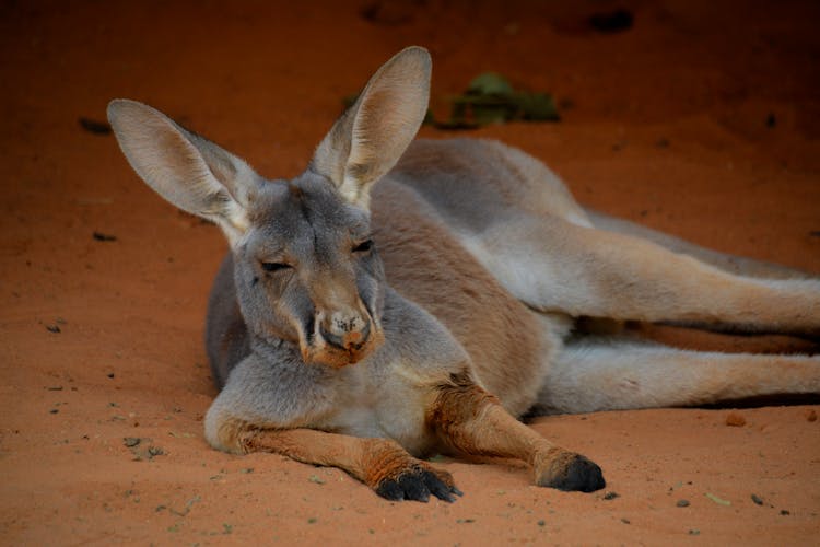 Kangaroo Lying On Sand