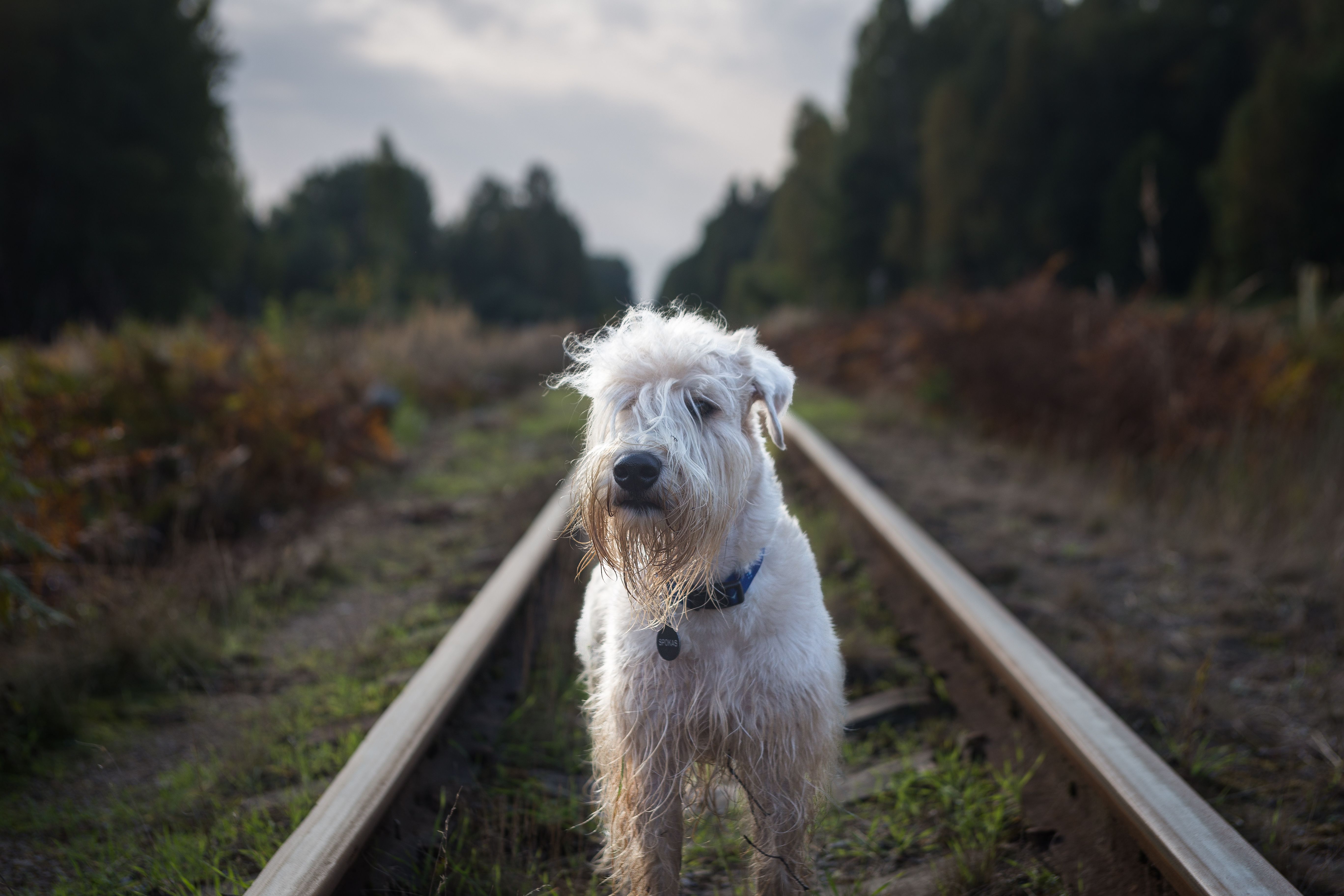 Terrier Irlandais Glen of Imaal - 5. Besoins d’exercice, habitat et entretien du pelage
