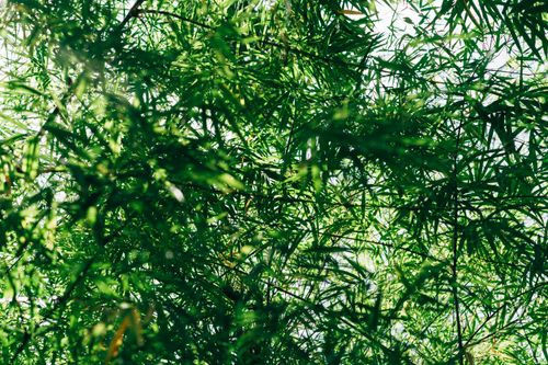 Free Dense bamboo vegetation with sunlight filtering through leaves, creating a serene natural ambiance. Stock Photo