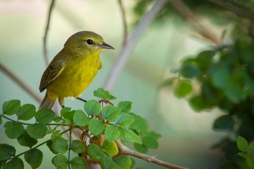 Free Close-up of a vibrant yellow warbler perched on fresh green leaves, showcasing nature's beauty. Stock Photo