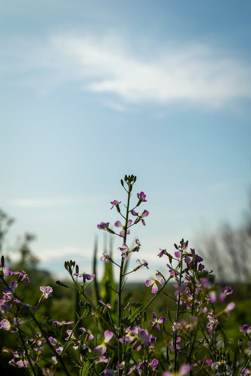 Purple Flowers Under Blue Sky