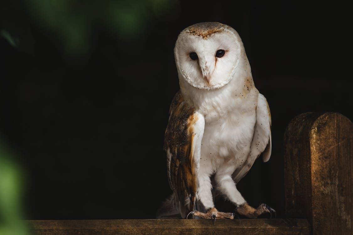 Barn Owl Perched on Tree