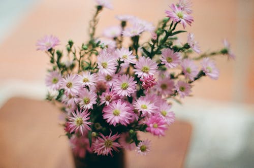 Darmowe zdjęcie z galerii z aster amellus, europejska stokrotka michaelmas, flora