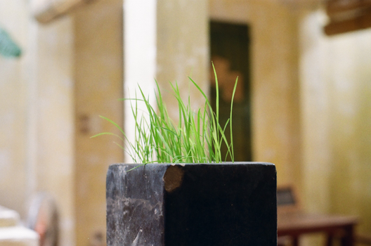 Grass Growing in Cubic Stone Pot