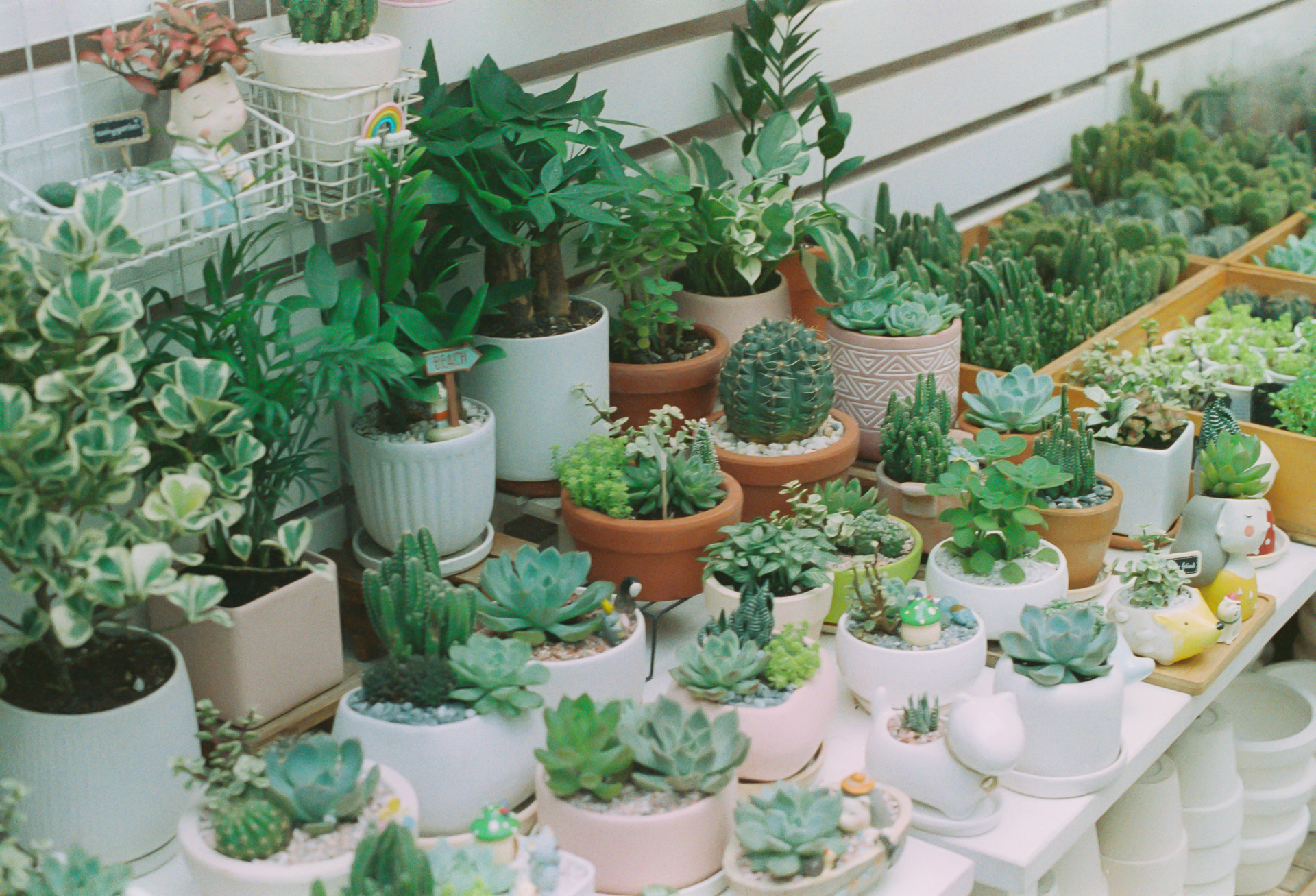 A vibrant assortment of potted succulents and cacti arranged on a white table indoors, showcasing diverse greenery.