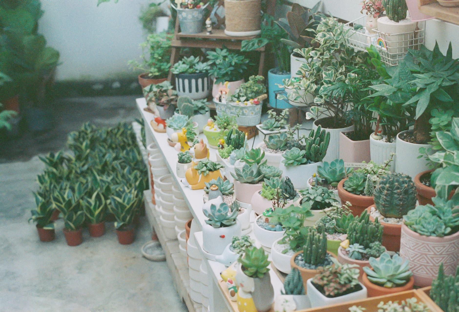A colorful assortment of succulent and cactus plants in ceramic pots, ideal for indoor gardening inspiration.