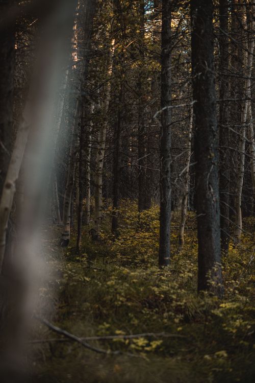 Free Dark tranquil forest with sunlight filtering through dense trees, creating a calming atmosphere. Stock Photo