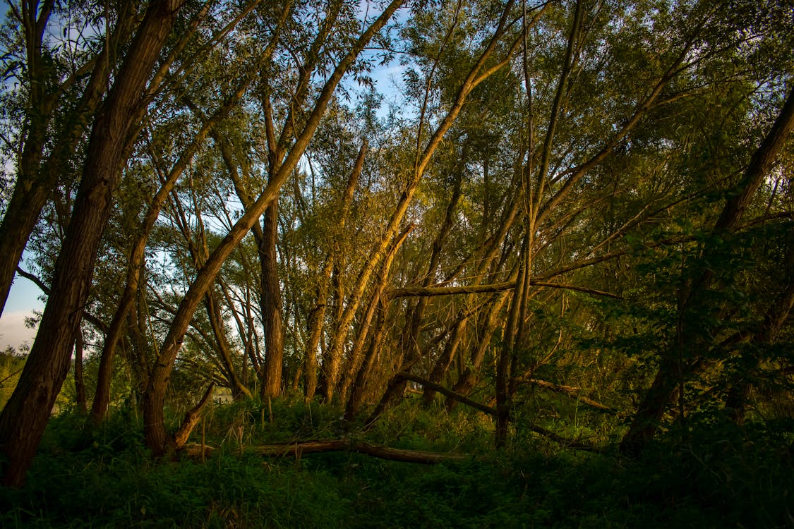 Fotobanka s bezplatnými fotkami na tému fotografia prírody, kmene stromov, lesy