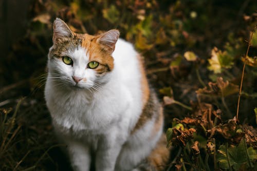 Fotobanka s bezplatnými fotkami na tému cicavec, domáce zviera, fúzy