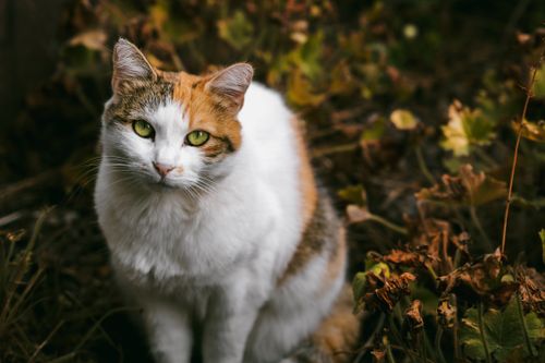 Free Adorable calico cat with green eyes sits amid autumn leaves in Nanterre, France. Stock Photo