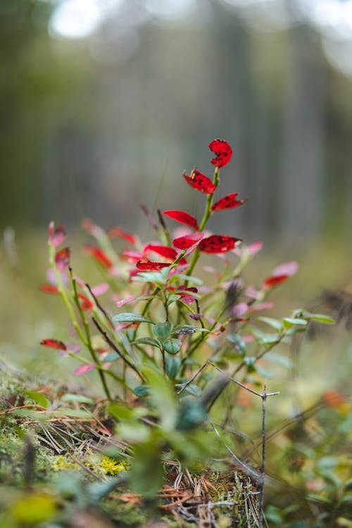 Gratis stockfoto met atmosfera de outono, Bos, herfst achtergrond