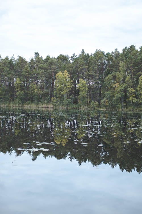 Trees Reflecting in a Body of Water 