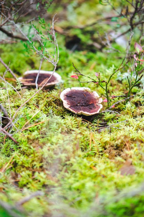 Základová fotografie zdarma na téma atmosfera de outono, lesní houby, podzim