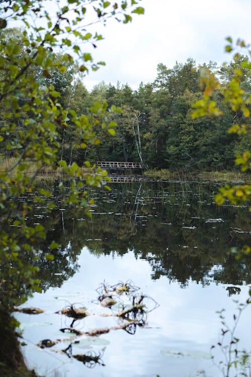 View of a Body of Water Surrounded by Trees