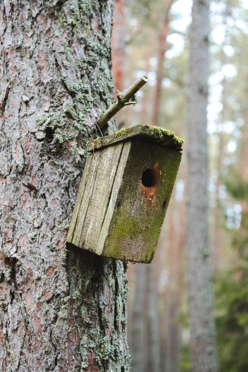 Free A moss-covered birdhouse on a pine tree in an autumn forest in Estonia. Stock Photo