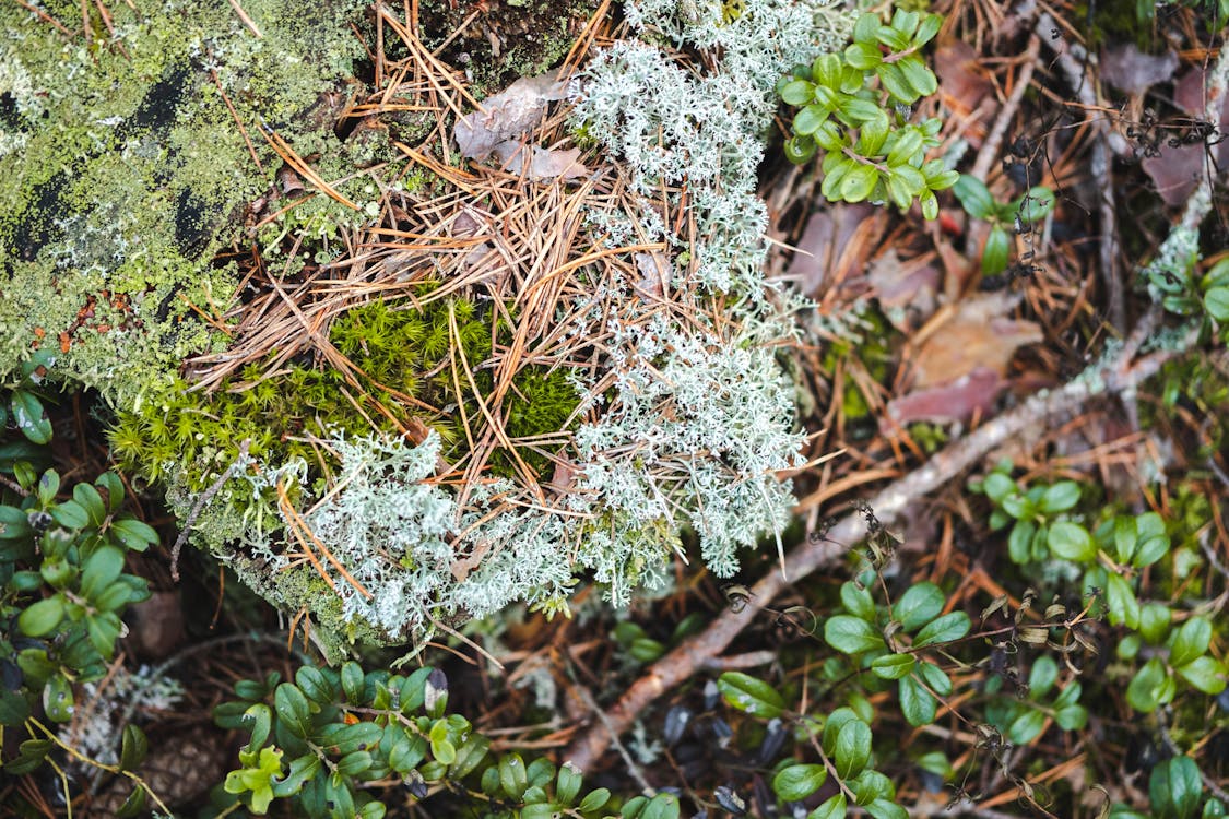 Moss and Plants Growing on a Forest Floor