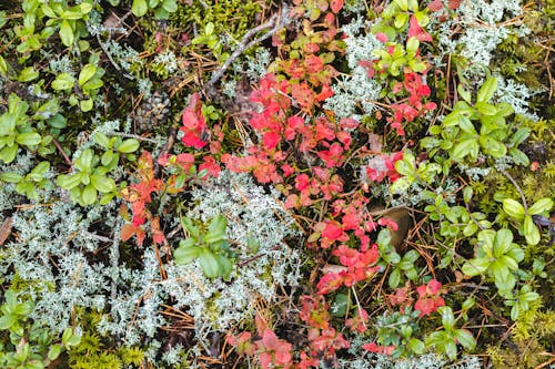 Red and Green Leaves with Brown Spots 