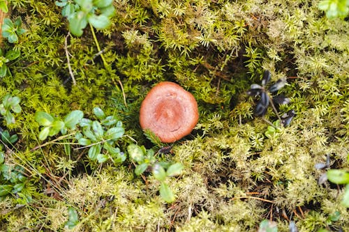Mushroom on Green Grass