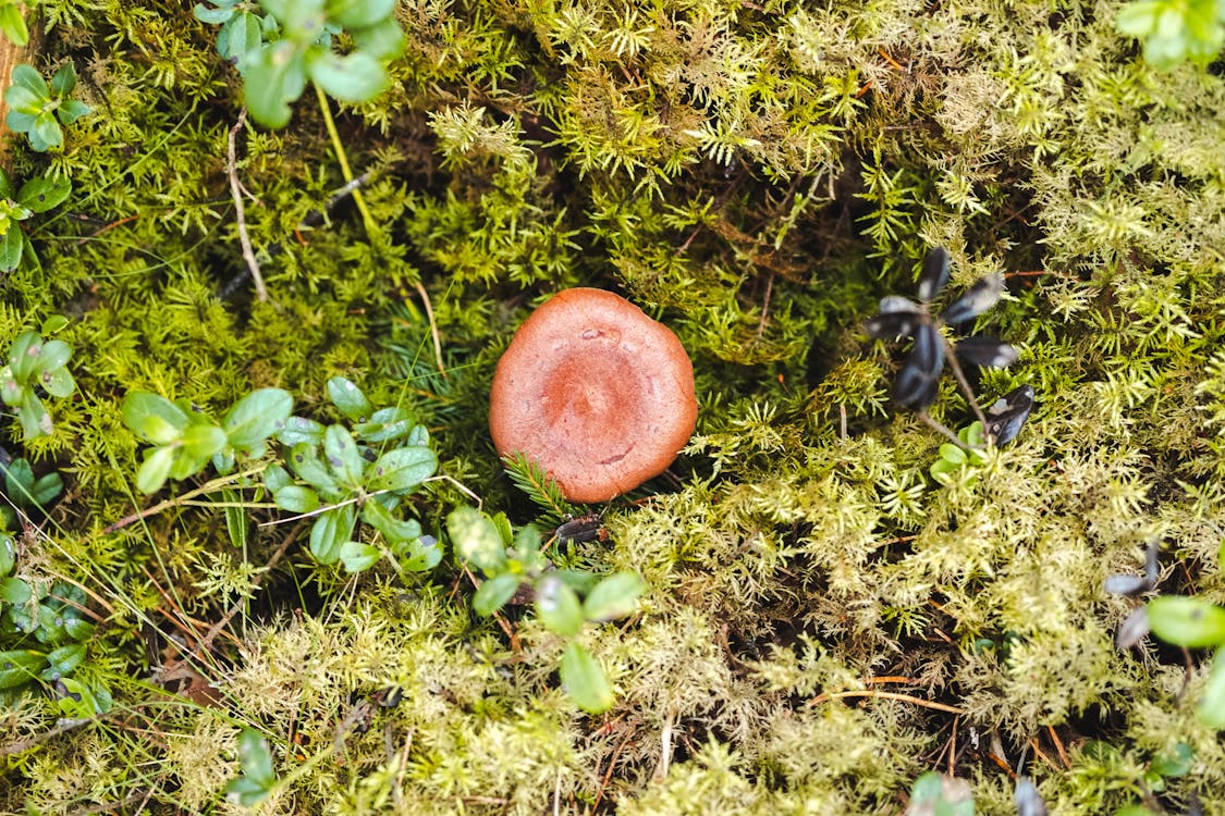 Mushroom on Green Grass
