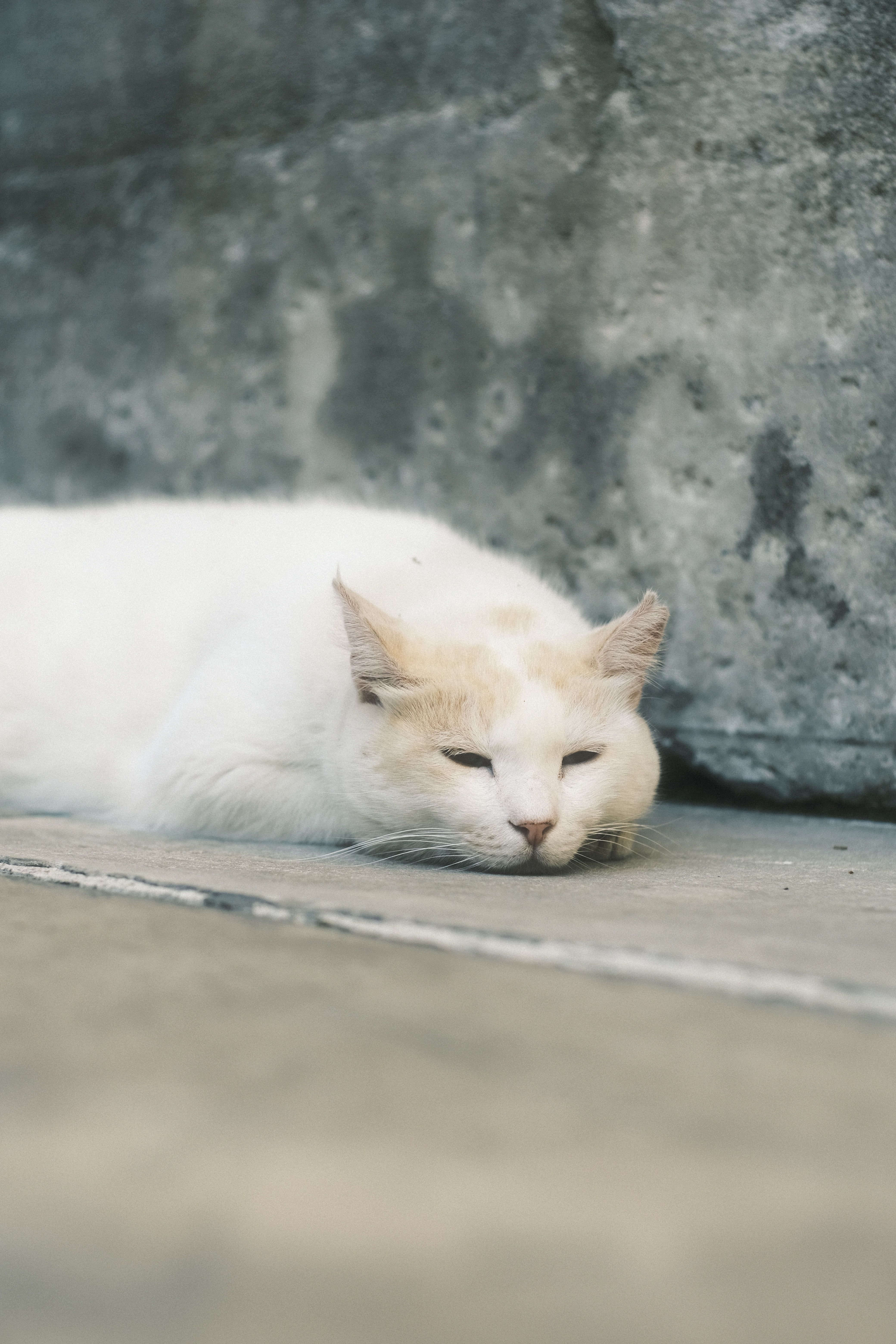 White Cat Lying on Gray Concrete Floor · Free Stock Photo