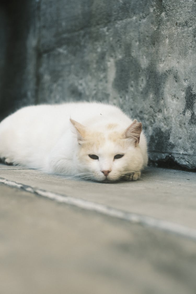 White Cat Lying Down On Pavement Near Concrete Wall