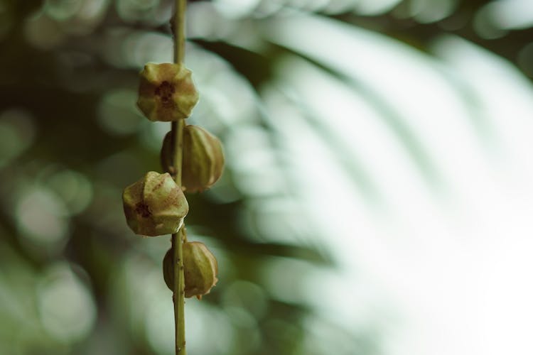 Asclepias Cryptoceras In Close-up Photography