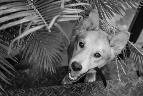 Grayscale Photo of a Dog Beside the Palm Plant 